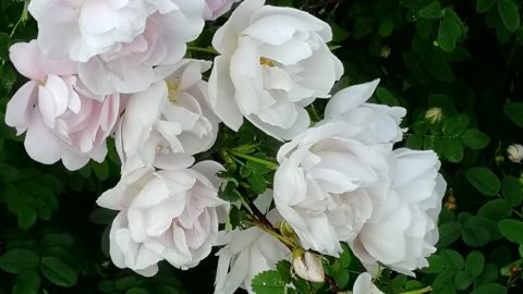 En blombuske med stora vita blommor i förgrunden som hänger från en buske. I bakgrunden finns gröna buskar.