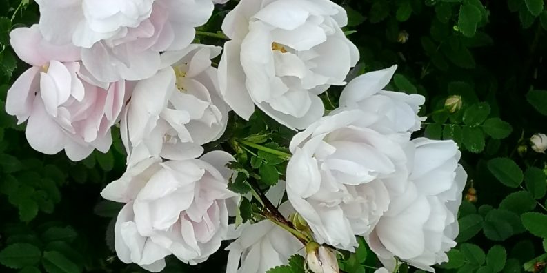 En blombuske med stora vita blommor i förgrunden som hänger från en buske. I bakgrunden finns gröna buskar.