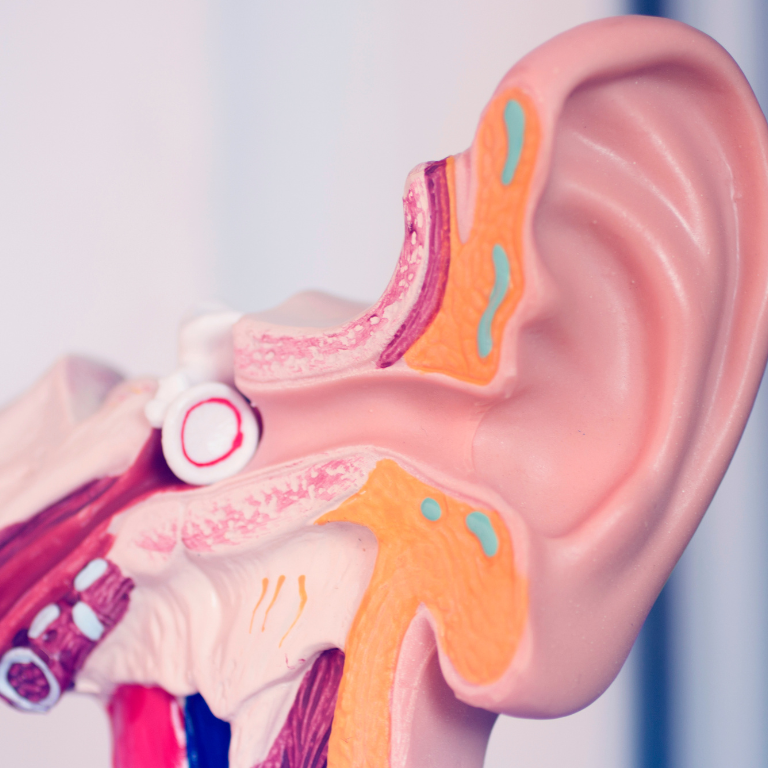 svenska hörselförbundet (8)